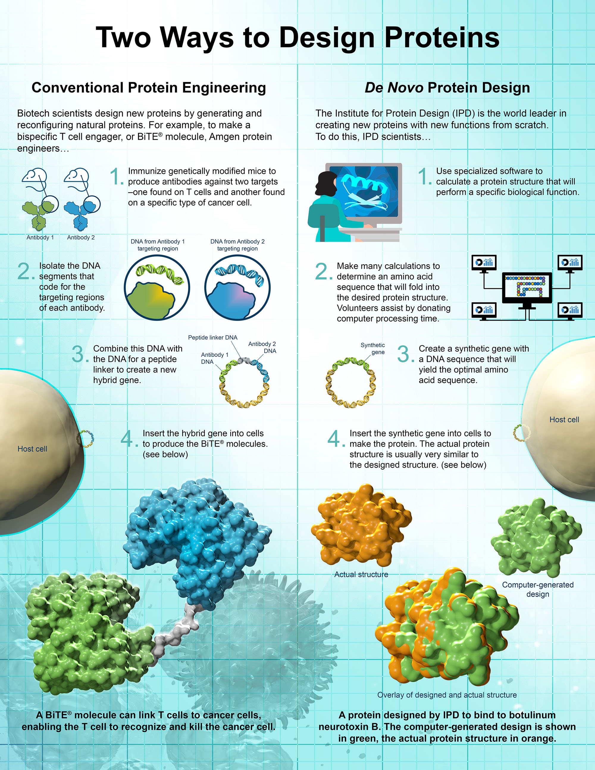 Designing Proteins From Scratch Amgen