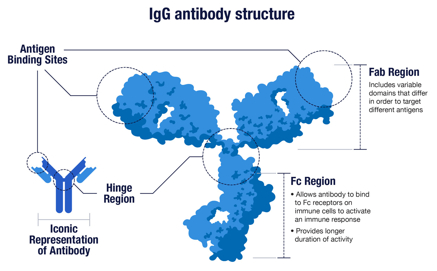 10 Things to Know About Antibodies Amgen