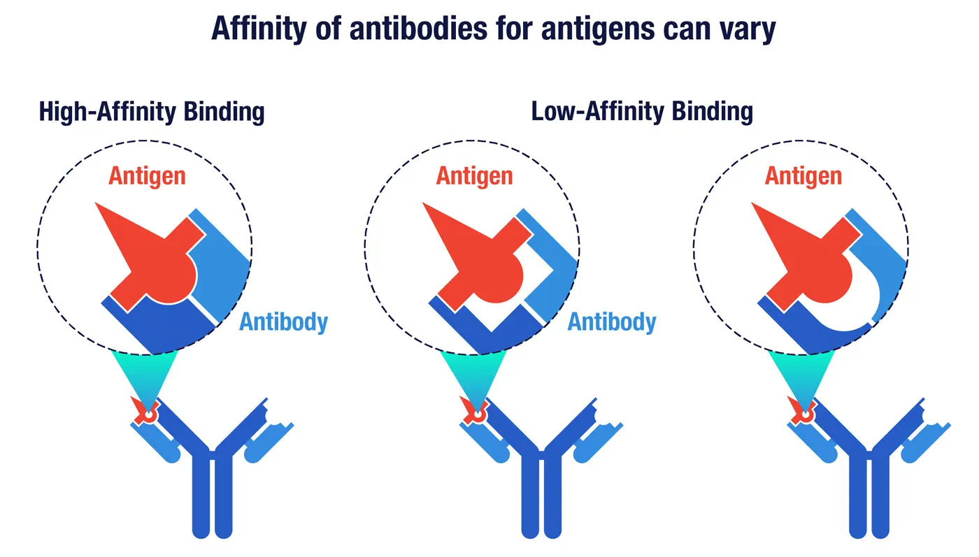 10 Things to Know About Antibodies Amgen