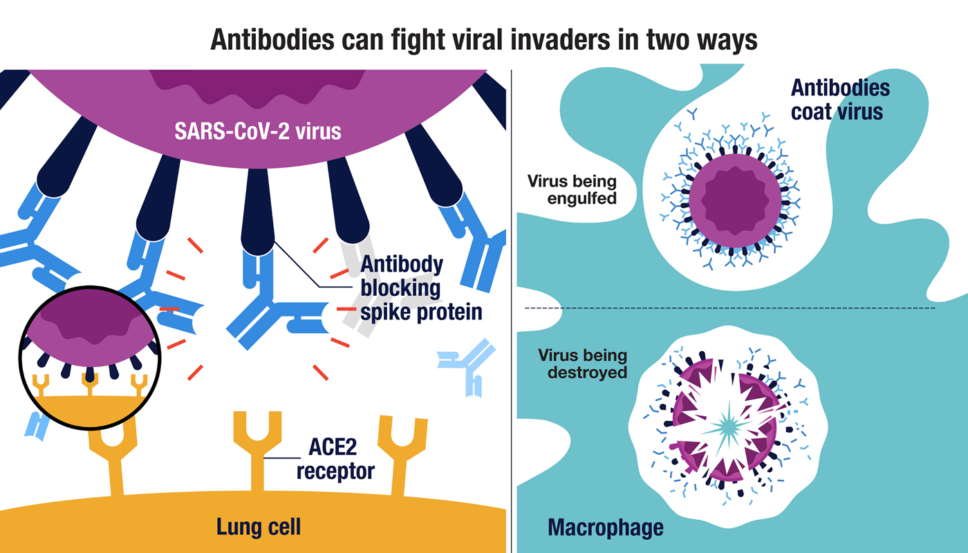 10 Things to Know About Antibodies Amgen