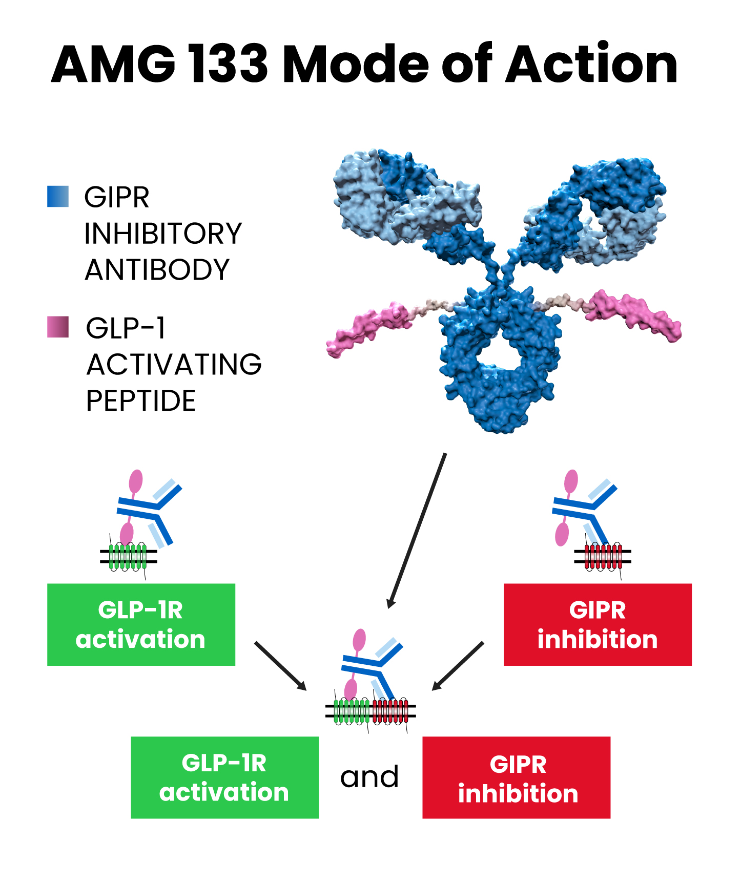 https://www.amgen.com/stories/2022/12/-/media/Themes/Global/Global/Global/images/migration/stories/2022/12-01-Targeting-Obesity-Using-Biology/AMG-133-figure.jpg